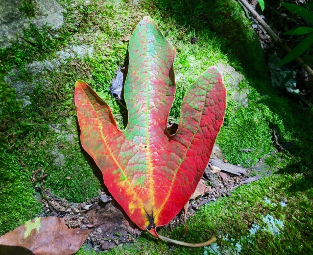 sassafras-leaf